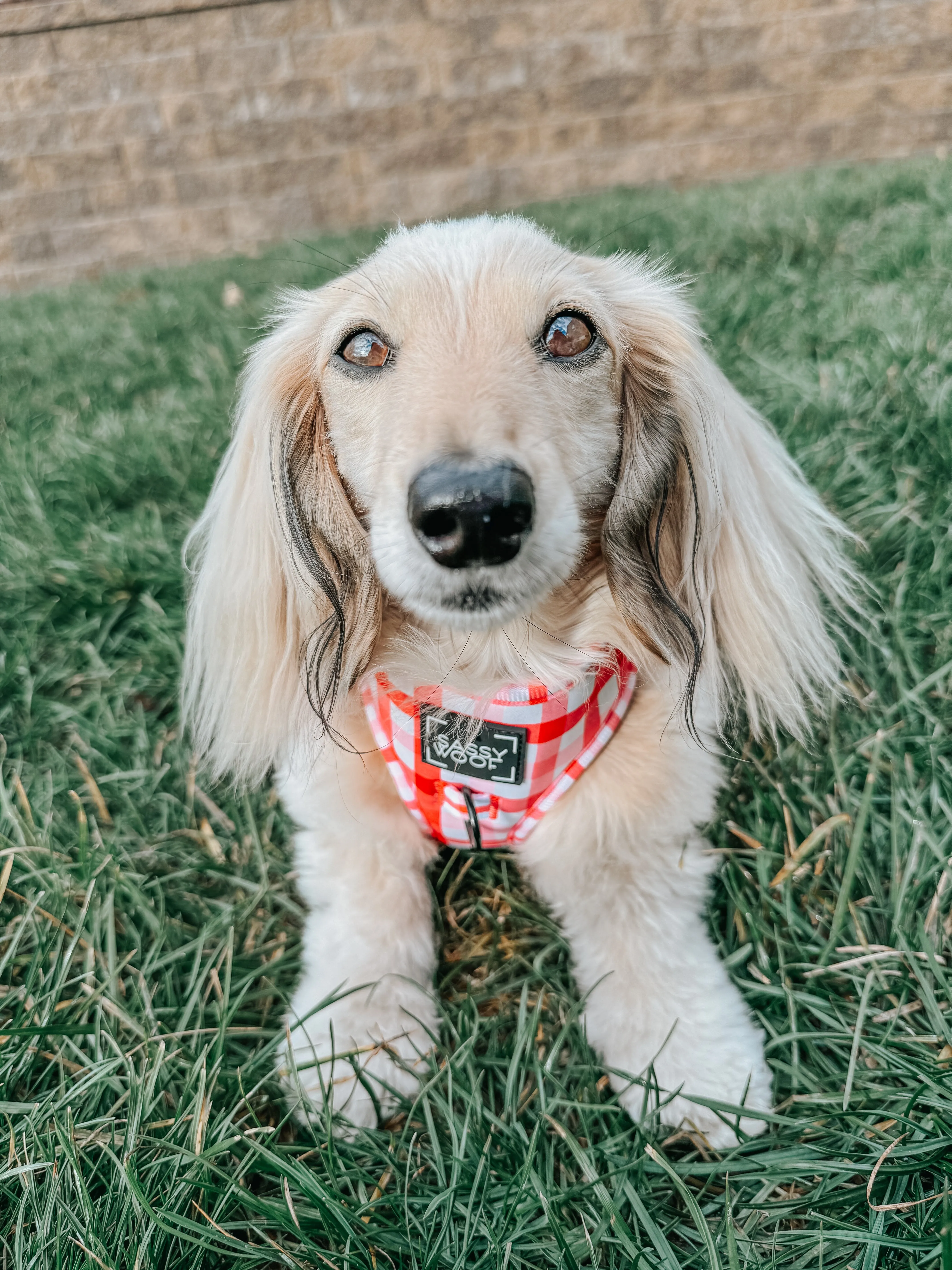 Dog Adjustable Harness - Picnic Fur Two