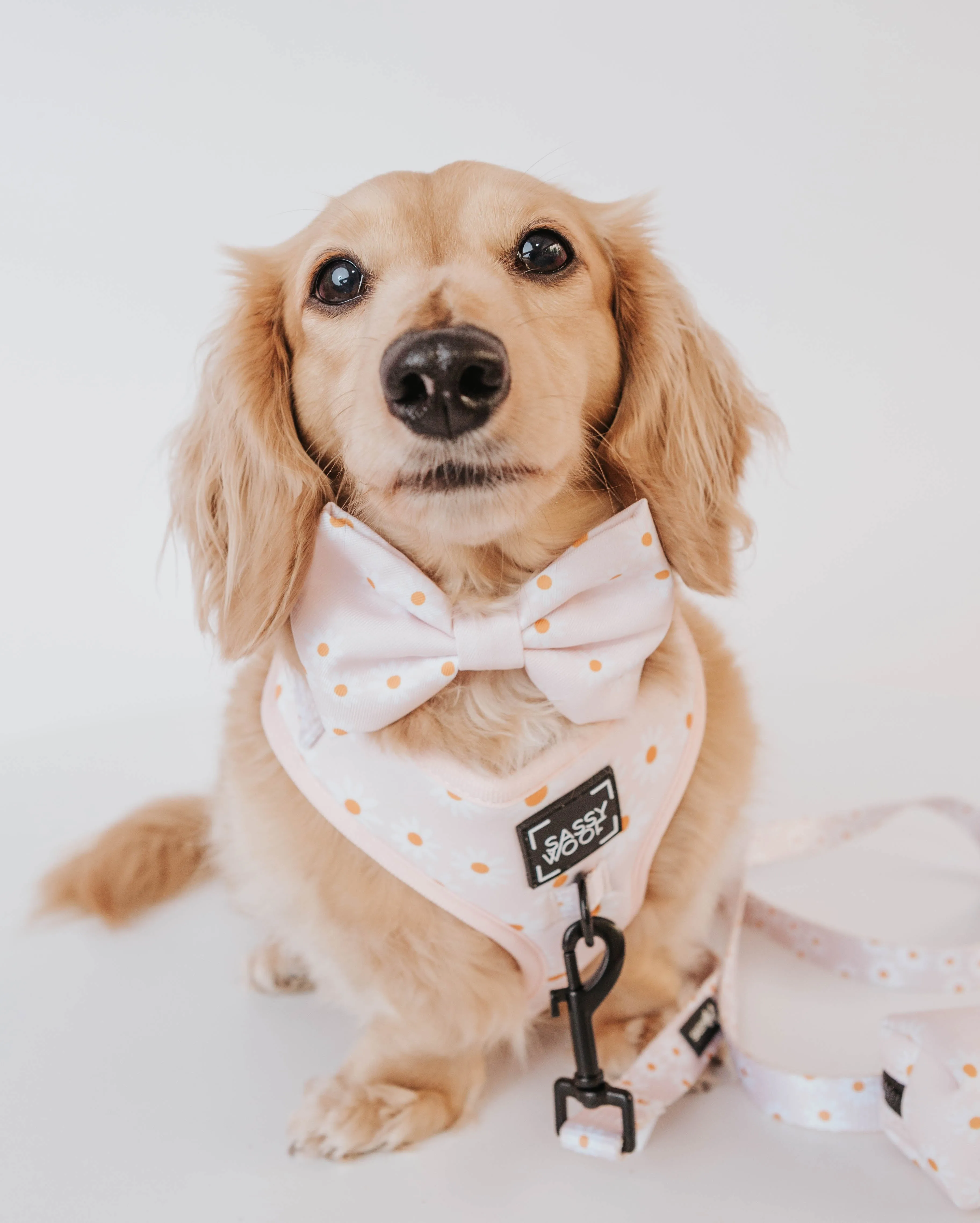 Dog Bowtie - Dainty Daisy