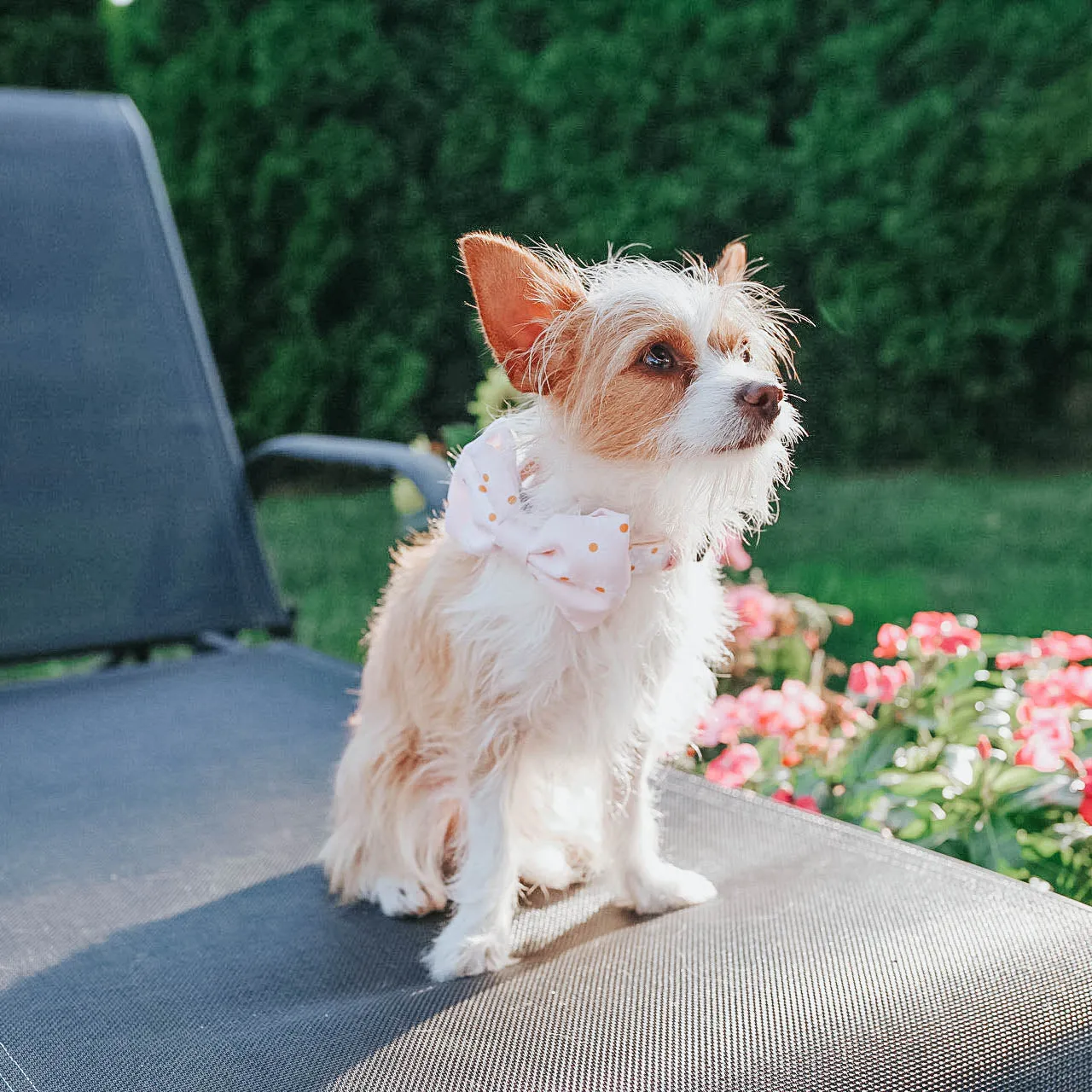 Dog Bowtie - Dainty Daisy