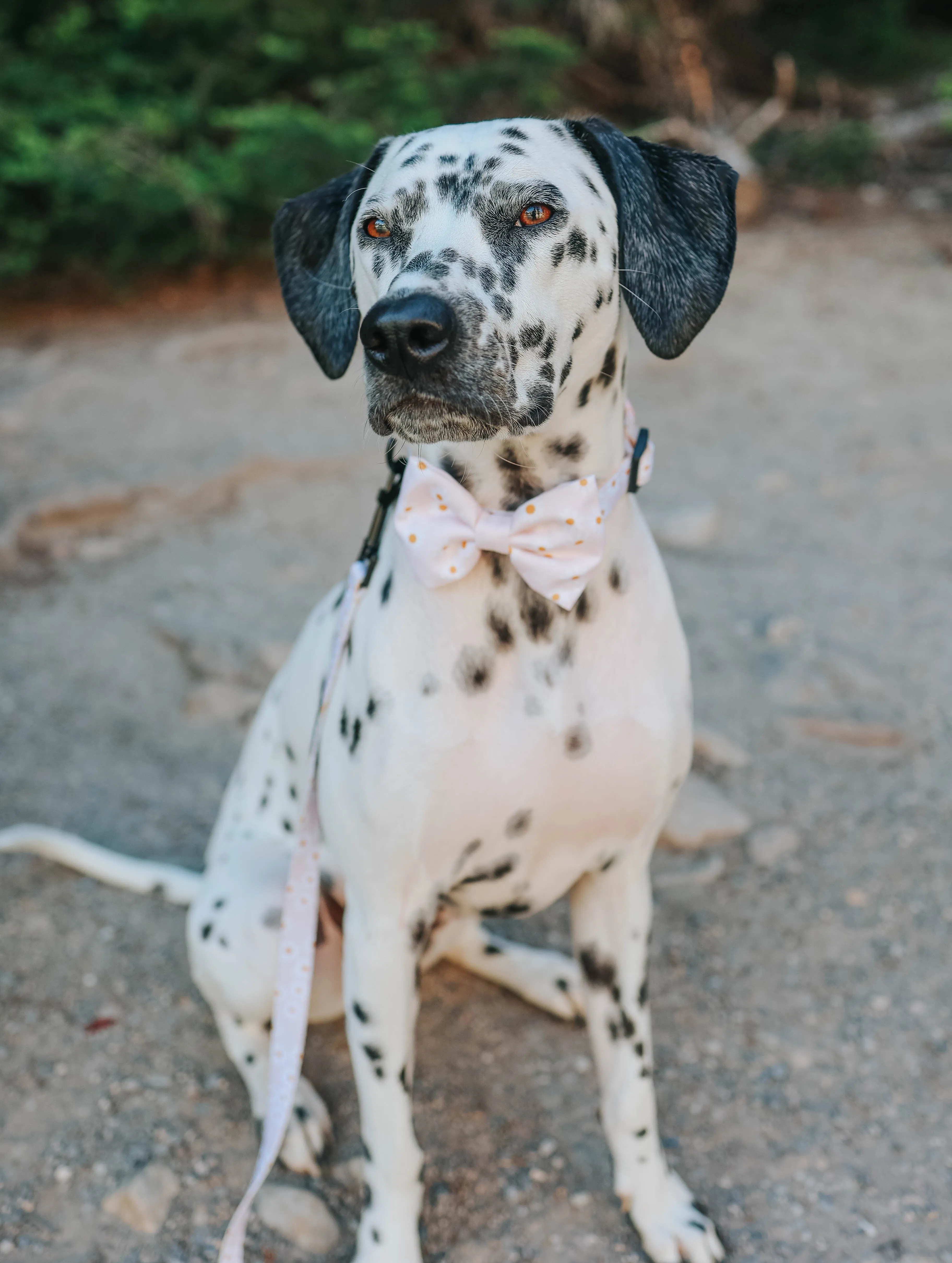 Dog Bowtie - Dainty Daisy