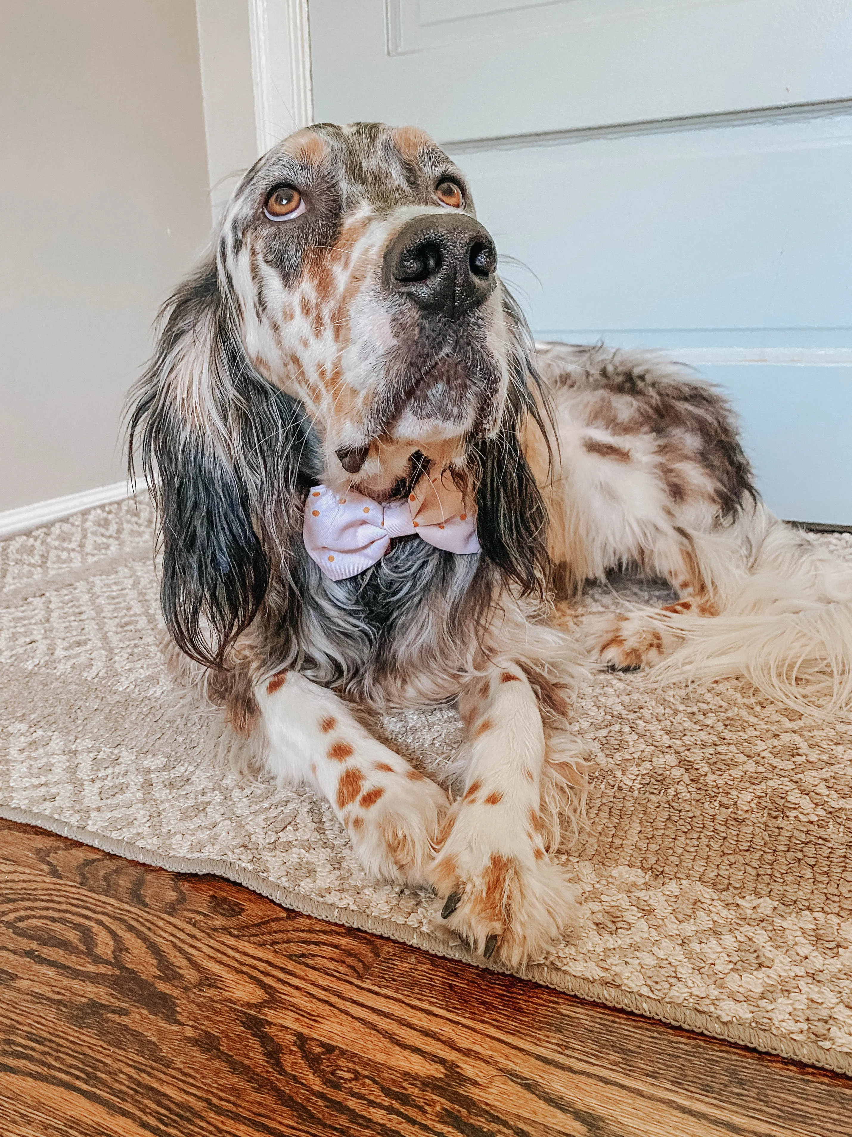 Dog Bowtie - Dainty Daisy