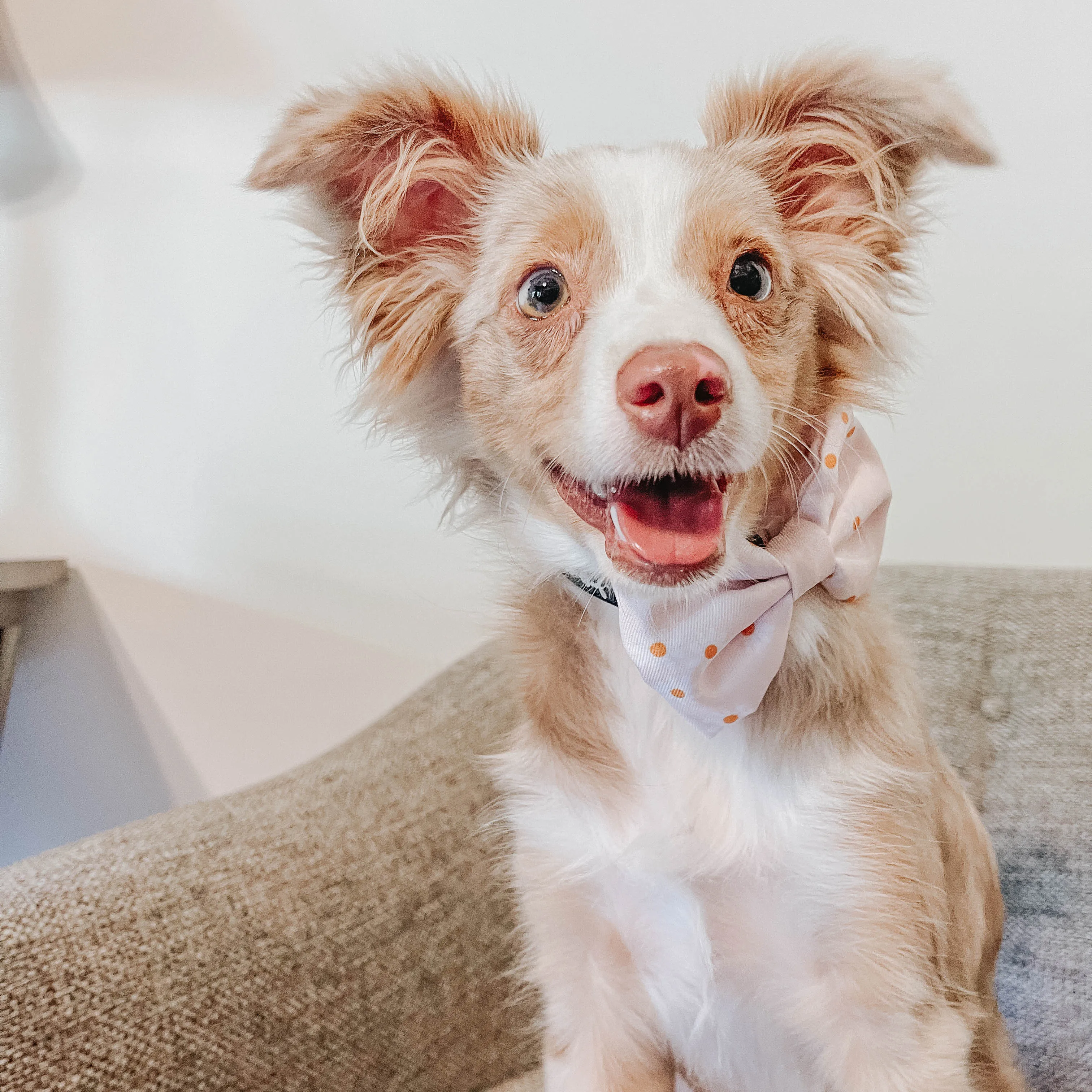 Dog Bowtie - Dainty Daisy